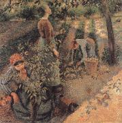 The Apple Pickers Camille Pissarro